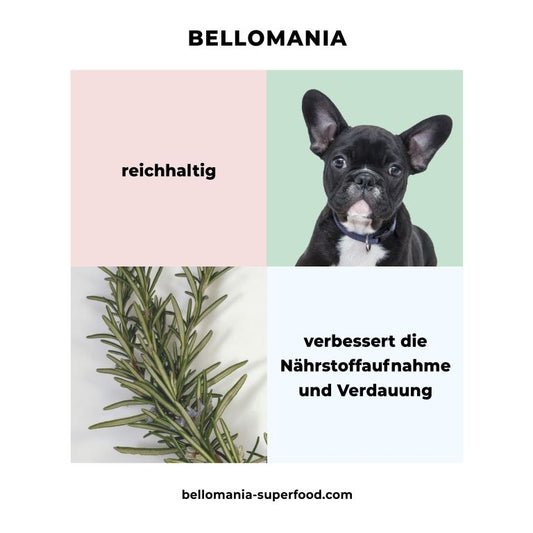 Rosmarin enthält viele Antioxidantien und gehört zu den Top Ten der gesunden Kräuter/Gewürze für deinen Hund