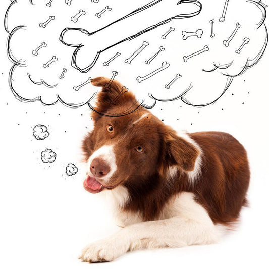 Das perfekte Probierpaket für Deinen Hund