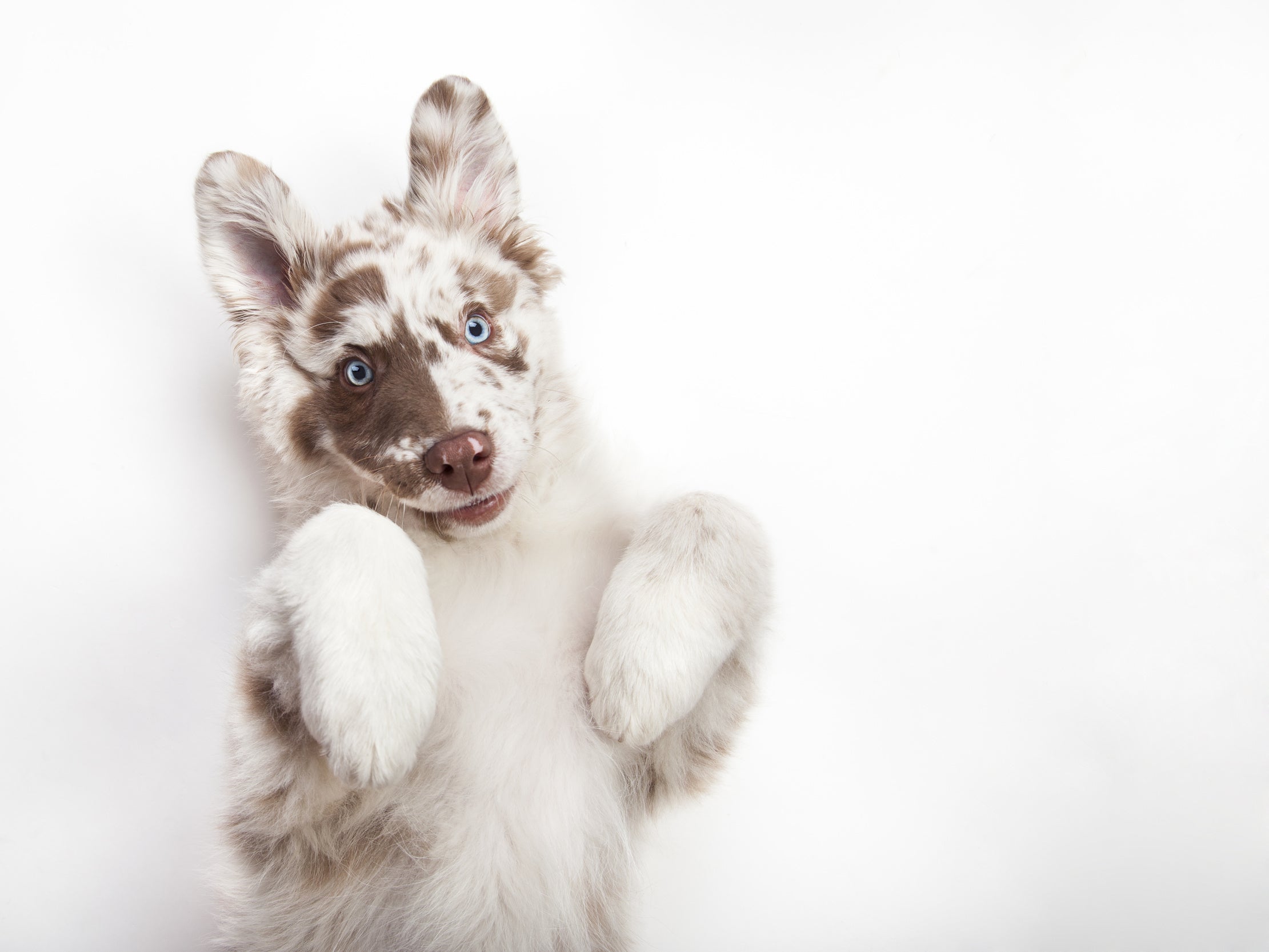 BELLOMANIA SUPERFOOD für Züchter